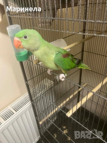 Голям Александър, снимка 3 - Папагали - 53638912