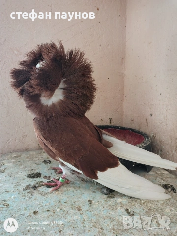 Якалия, снимка 2 - Гълъби - 53734052