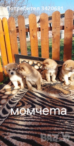 Шиба Ину , снимка 2 - Шиба ину - 53398801