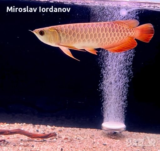Asian Arowana Gold Crossback