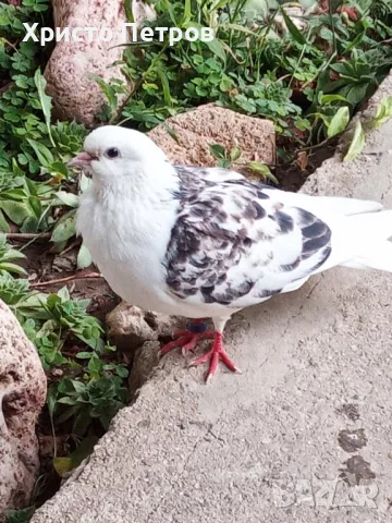 Продавам гълъби., снимка 4 - Гълъби - 50329302
