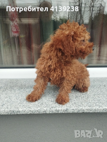 Той пудел , снимка 4 - Пудели - 53151627