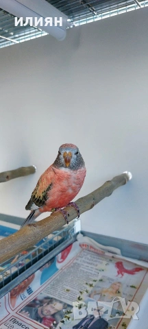 Папагали Буркови Неофеми, снимка 4 - Папагали - 54130690
