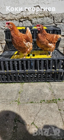 Продавам кокошки носачки ломан Браун за яйца , снимка 1