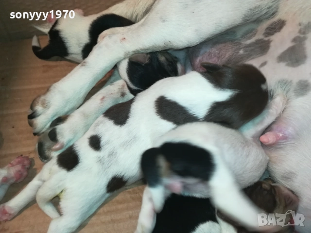 ДЖАК РЪСЕЛ-КУЧЕНЦА 1908251818, снимка 15 - Джак ръсел териер - 51420983