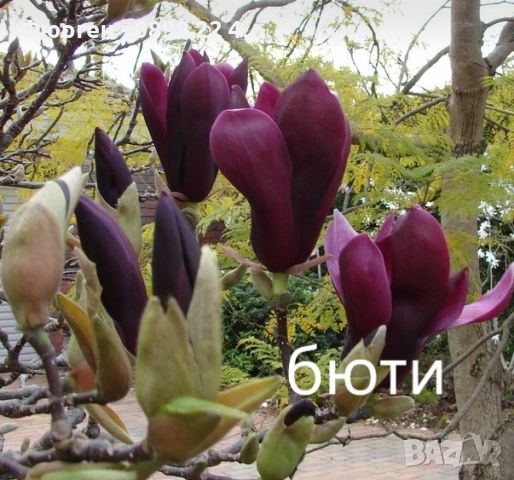 Магнолия - Magnolia НАЛИЧНИ 14 ВИДА Студоустoйчиви, снимка 18 - Градински цветя и растения - 28046229