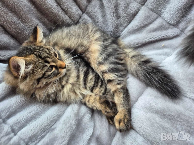 Сибирско котенце, класическо таби, 3 м, Бургас, сибирче, коте, снимка 3 - Сибирски - 52342610