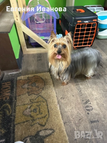 Йоркширски териер си търси приятелка, снимка 13 - Търси партньор - 35108985