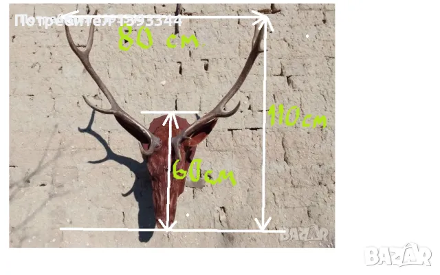 Рога от благороден елен. Ловен трофей монтиран на дървена поставка., снимка 9 - Декорация за дома - 44148941