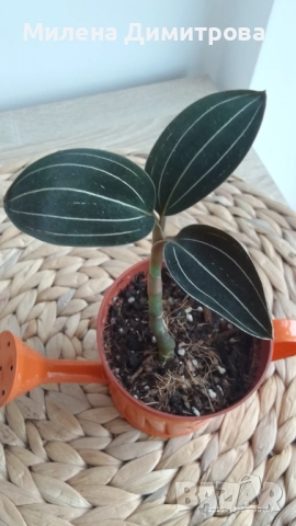 Лудизия Скъпоценна орхидея - Ludisia Discolor, снимка 12 - Стайни растения - 51258525