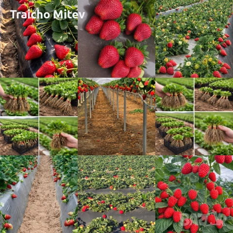 Расад ягоди и малини , снимка 4 - Градински цветя и растения - 54134801