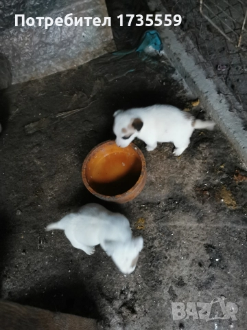 Жак ръсел териер. Късокраки. 