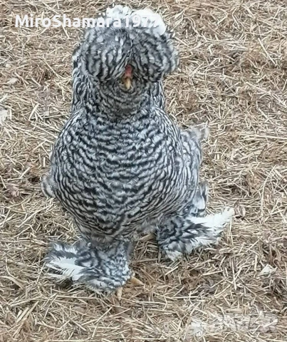 Яйца от Струмски стандарт, снимка 4 - Кокошки и пуйки - 53938212