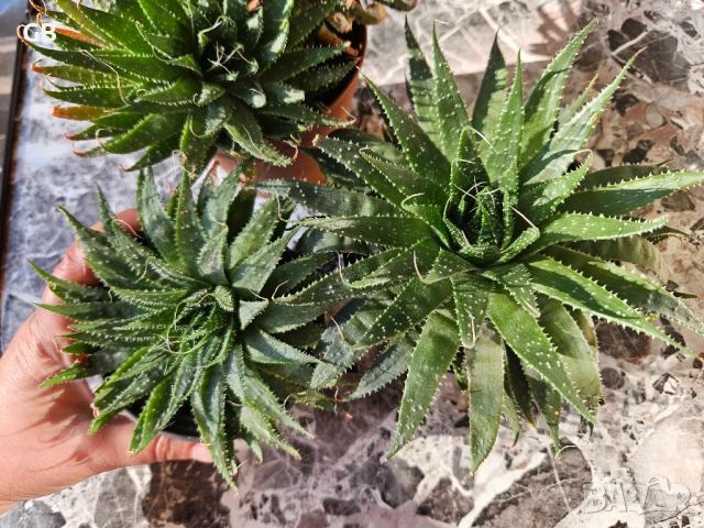 Алое Аристата / Aloe Aristata, снимка 2 - Стайни растения - 50549492