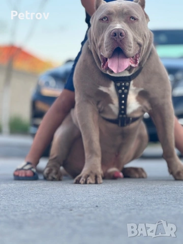 Американско були, снимка 6 - Питбул - 51911928