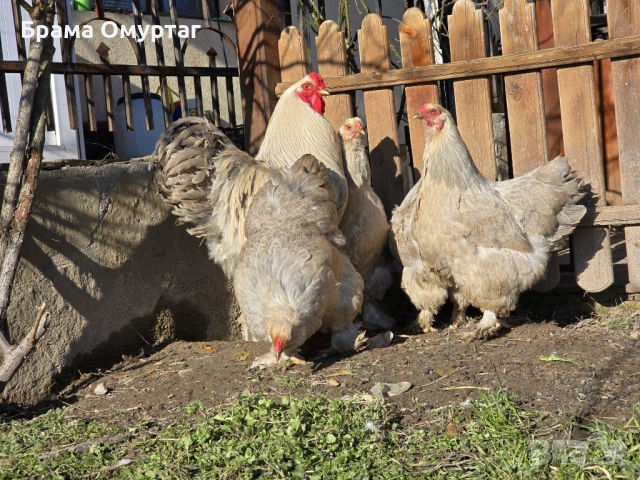 Продавам разплодни яйца от Брама Изабела/Brahma Isabella, снимка 4 - Кокошки и пуйки - 50242130