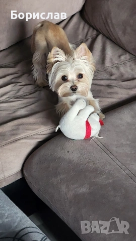 Куче за разплод, снимка 3 - Йоркширски териер - 53407778