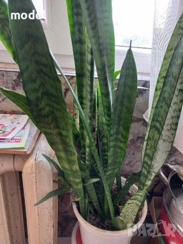 Цвете Сансевиера индийски меч