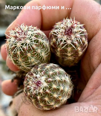 Продавам кактус вид Echinocereus VIRIDIFLORUS, снимка 2 - Градински цветя и растения - 46167631