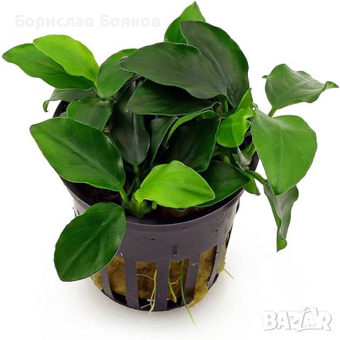 Anubias Nana / Анубиас Нана, снимка 1 - Други - 46759126