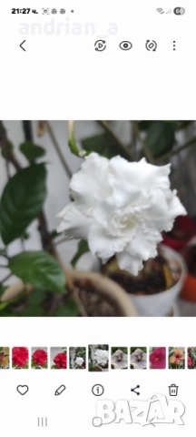 Табернемонтана (Tabernaemontana), снимка 4 - Градински цветя и растения - 51733096