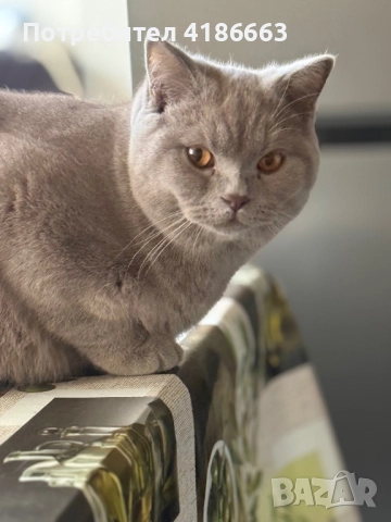 Британска късокосместа цвят люляк за разплод , снимка 2 - Британска късокосместа - 52412010