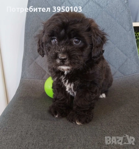Shih poo/Mini poodle , снимка 9 - Ши Тцу - 54302526