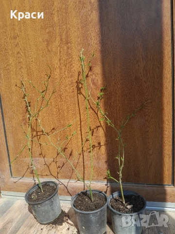 Керия, снимка 2 - Градински цветя и растения - 53970875