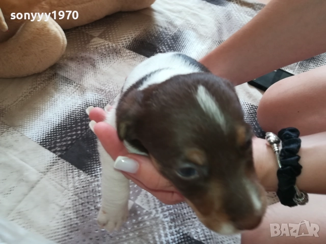ПРОДАВАМЕ СЛАДКО КУЧЕНЦЕ-ДЖАК 250ЛВ 1909251756, снимка 6 - Джак ръсел териер - 51771326