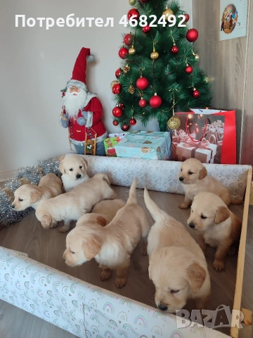 Голдън ретривър , снимка 4 - Голдън ретривър - 52794312