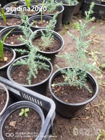 Аризонският кипарис, снимка 3 - Разсади - 51410319