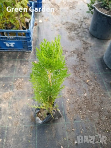 Източна туя в контейнер 