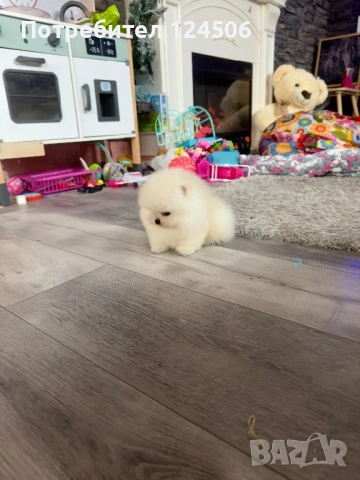 Померан мини померанче, снимка 2 - Померан - 54080656