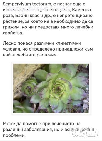 Хлорофитум, Скална роза или дебелец, много лекувито! , снимка 3 - Градински цветя и растения - 45673917