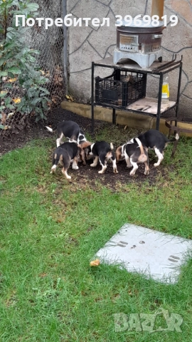 Бигъли , снимка 4 - Бигъл - 50899235