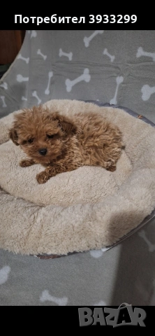 Той пудел момиче пуделче, снимка 6 - Пудели - 53778314