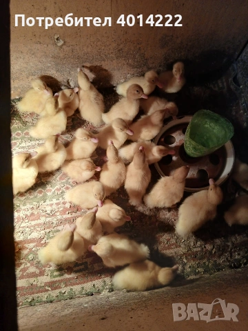 Пекински патета 