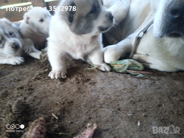 кученца кръстоска между каракачанка и алабай , снимка 12 - Други - 52578998
