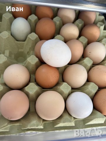 Пресни домашни яйца за консумация или люпене, снимка 1 - Домашни продукти - 45582158