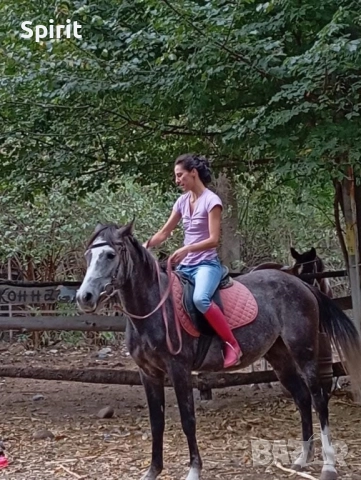 Ездитна арабска шагия Флика