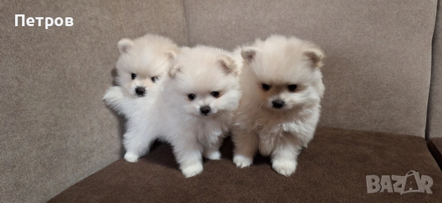 Померан - Момчета и момиче