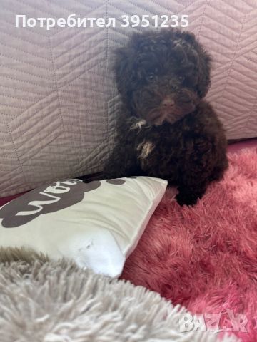  ТОЙ ШОКОЛАД ПУДЕЛ/ TOY POODLE , снимка 3 - Пудели - 44589246