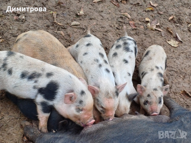 Виетнамски прасета, снимка 9 - Прасета - 50229372