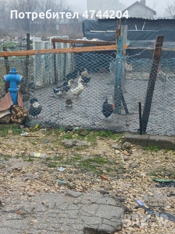 Кокошки пуйки юрдеци за хубава цена само за серяозни хора ще сте доволни, снимка 2 - Кокошки и пуйки - 53570539
