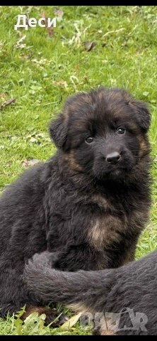 немско овчарско куче