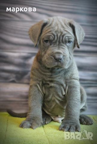 неаполитански мастиф по поръчка, снимка 4 - Мастиф - 30793118