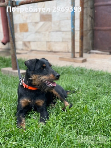 Продавам мъжко и женско ягдтериери, снимка 2 - Ягдтериер - 53173255