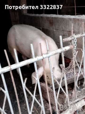 🐷, снимка 3 - Други животни - 53455649
