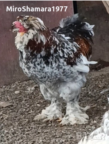 Яйца от Струмски стандарт, снимка 11 - Кокошки и пуйки - 53938212