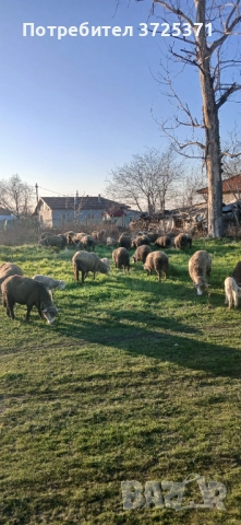 Продавам 26 бр. Овце, снимка 5 - Овце - 52891766